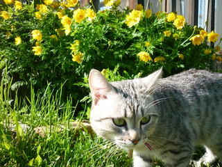 cat on grass