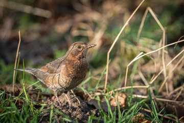 Amsel