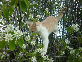 cat in garden