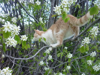 cat in garden