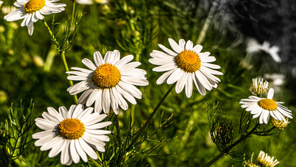 Obraz premium Alaskan Daisy