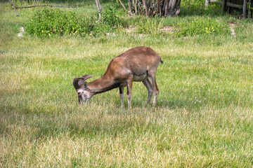Wild mouflon sheep, one male grazing on pasture in daylight, green meadow, wild animals