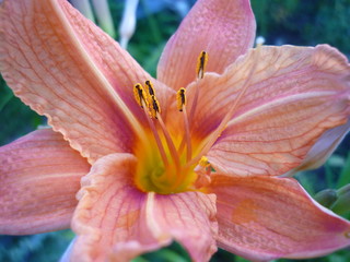 pink lily