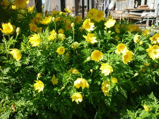 yellow flowers in garden