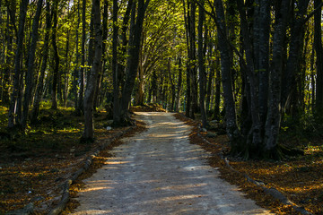 Way Forest Park Kutaisi Trees Sataplia Reserve