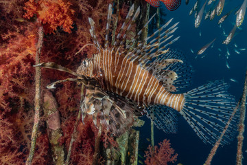 Lion fish in the Red Sea colorful fish, Eilat Israel