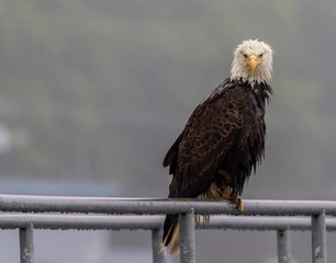 Bald Eagle