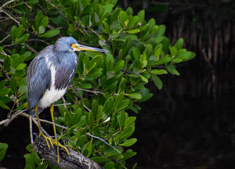 great blue heron in tree