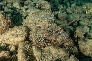 Fish swim in the Red Sea, colorful fish, Eilat Israel