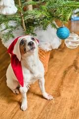 Jack Russell Terrier. Christmas tree