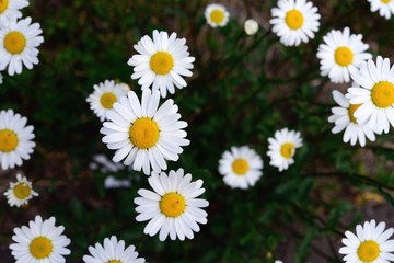 ヒナギクの花＿デイジー