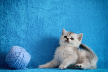 Cute persian kitten walking on cat sofa