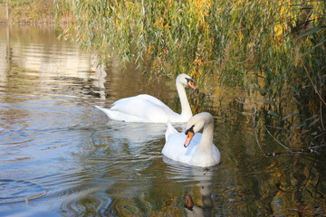 swan on lake