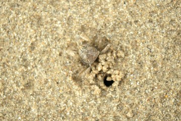 Sand bubbler crab (Dotilla sulcata) entering its burrow on the beach of Yao Yai island, Thailand.