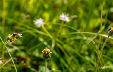 Bee is having honey
