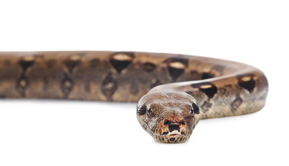 Brown boa constrictor on white background. Exotic snake