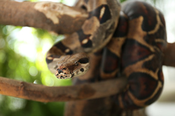 Brown boa constrictor on tree branch outdoors