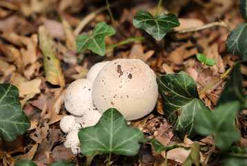 Pilze im Wald, Essbar und ungenießbar, alles ist möglich