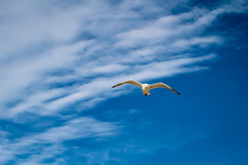 eine Möwe am Himmel der Ostsee