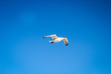 Obraz premium eine Möwe am Himmel der Ostsee