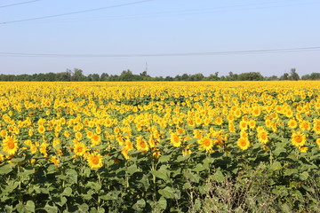 Obraz premium field of yellow rape