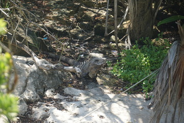 Mexican iguana