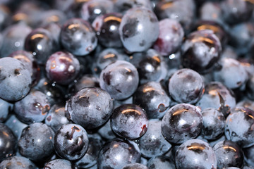 Rote Weintrauben welche für einen leckeren Rotwein heran wachsen