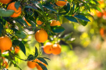 Orange garden in sunlight with ripe orange fruits on the sunny trees and fresh green leaves. Mediterranean natural agricultural background