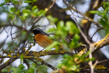 Selective focus photo. Common redstart bird on branch of tree.