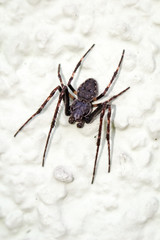 Nahaufnahme eine Spinne, Spinnen sind nützliche Tiere