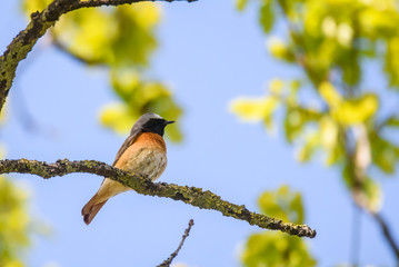 Selective focus photo. Common redstart bird on branch of tree.