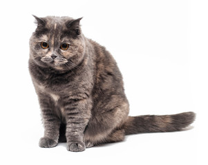 A cute british shorthair cat sitting isolated on white