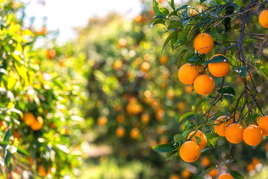 Orange garden in sunlight with ripe orange fruits on the sunny trees and fresh green leaves. Mediterranean natural agricultural background