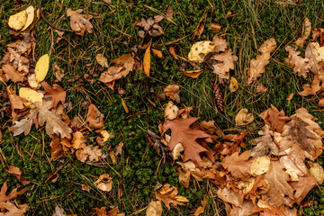 Fallen oak leaves and acorns on the ground in the autumn