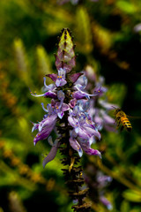 A bee looking for nectar in a lupine flower