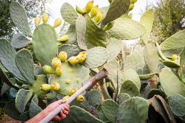 Picking prickly pears in traditional way. Apulia region, Italy