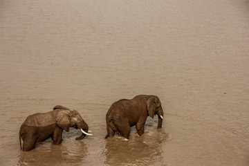 Elephants crossing the River