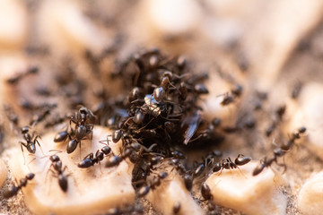 A group of ants dismembering a dead bee