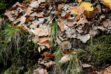 Pilze im Wald, Essbar und ungenießbar, alles ist möglich