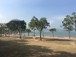 palm trees on the beach