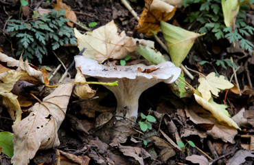 Pilze im Wald, Essbar und ungenießbar, alles ist möglich