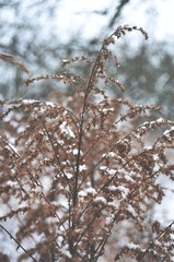 branches covered with snow