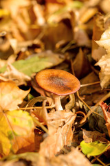 Pilze im Wald, Essbar und ungenießbar, alles ist möglich