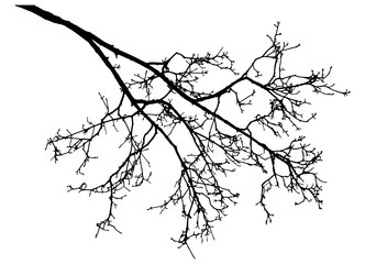 Bare branch of rowan tree silhouette. Vector illustration.