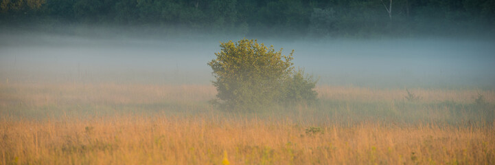 Obraz na płótnie Canvas Single tree on a meadow in the fog on a sunny morning.