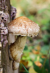 Pilze im Wald, Essbar und ungenießbar, alles ist möglich