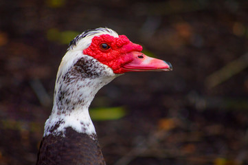 portrait of a duck