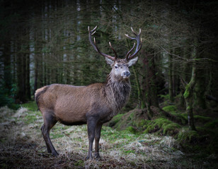 Monarch Of The Glen