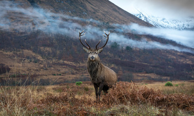 Monarch Of The Glen