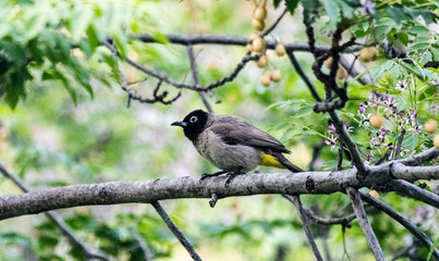 A Pycnonotus bird resting on a tree branch